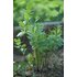 Photo of a Lovage plant.